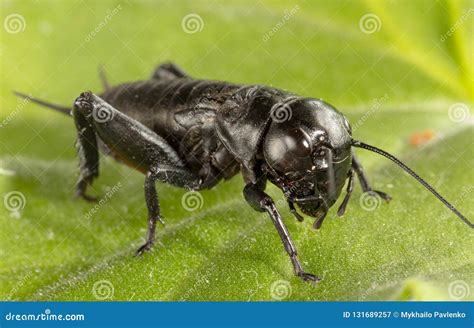 A Close Up Of Black Cricket On Leaf Stock Image Image Of Hopper