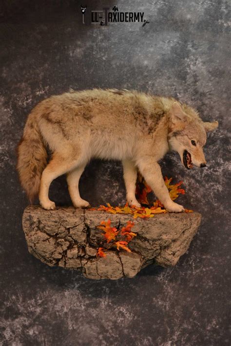 Full Body Coyote Taxidermy Mount For Sale Sku 1827 All Taxidermy