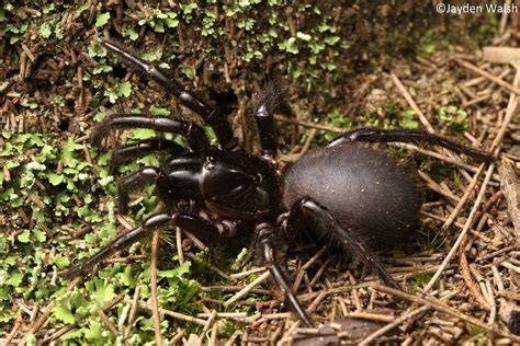 Sydney Funnelweb Spider Jayden Walsh Flickr