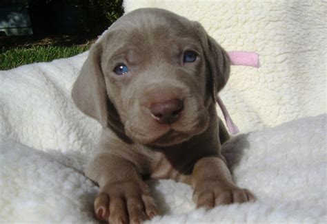 A puppy that is one week old should be fed eight to ten times a day. How Much Food and How Often to Feed a Weimaraner Puppy?