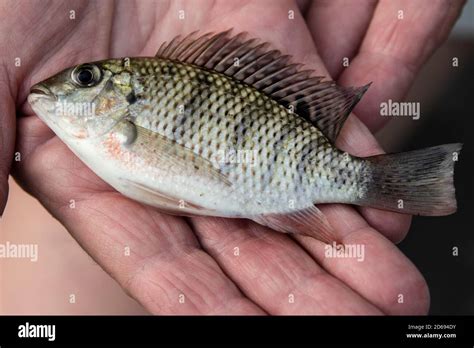 Small Bream Like Fish Caught In Woven Fish Trap From The Okavango