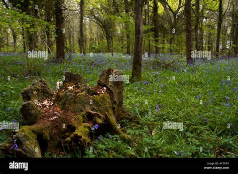 Bluebell Wood Stock Photo Alamy