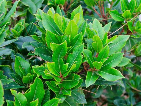 Fast Growing Tall Evergreen Shrubs For Screening