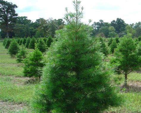 Texas Christmas Tree Industry Expecting Tree Mendous Year Morning Ag