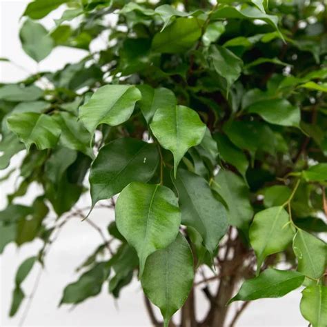 Ficus Benjamina Gevlochten Stam 150cm Green Bubble