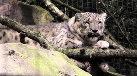 Snow Leopards Big Cats Youtube