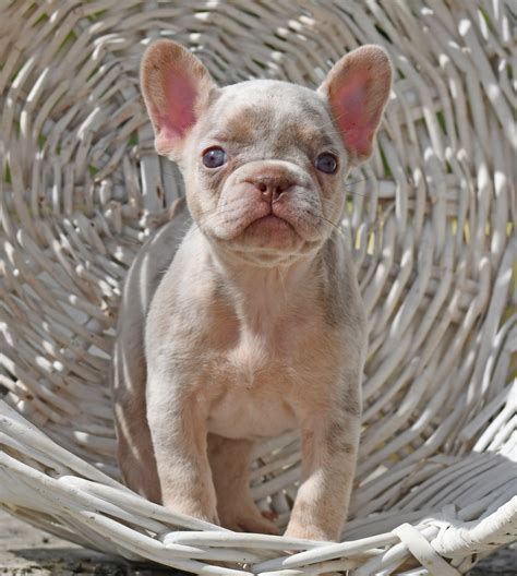 French Bulldog Puppy For Sale New Shade Isabella Tan Merle Ladi