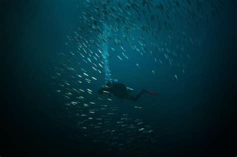 Premium Photo Scuba Diver And School Of Fish Fish Tornado