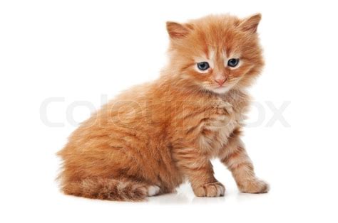 Ginger Kitty With Blue Eyes Isolated On A White Background