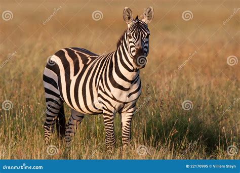 Golden Zebra Stock Image Image Of Light Reflection 22170995