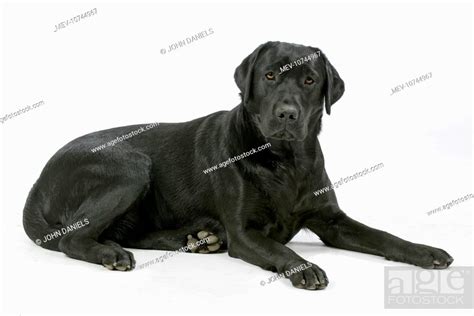 Dog Black Labrador Lying Down Stock Photo Picture And Rights