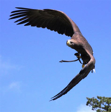 Fotos Gratis Pájaro Ala Cielo Volador Fauna Silvestre Pico