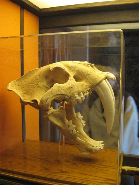 Saber Tooth Tiger Skull 2 By Greeneyezz Stock On Deviantart