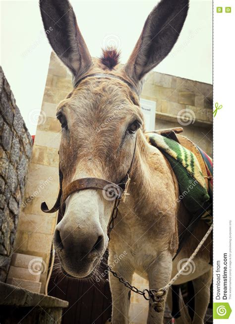 A Sad Face Of The Tired Donkey Stock Photo Image Of Close Expression