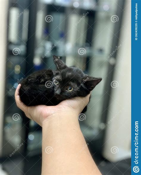 Holding Kitten On Hand Stock Image Image Of Holding 262439235