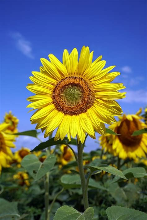 Sunflower Flower Yellow Free Photo On Pixabay Pixabay