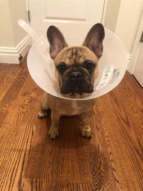 Due to their uneven weight distribution, french. Lost Dog French Bulldog in PRINCETON, NJ - Lost My Doggie