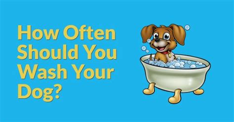 How Often Should You Wash Your Dog Dog Endorsed