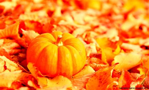 Fall Leaves And Pumpkin Wallpaper Wallpapers Gallery