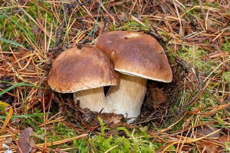 Poisonous Boletes Characteristics How To Recognize Them And Much More