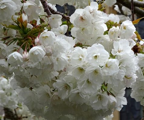 White Flowering Cherry Tree Free Stock Photo Public Domain Pictures