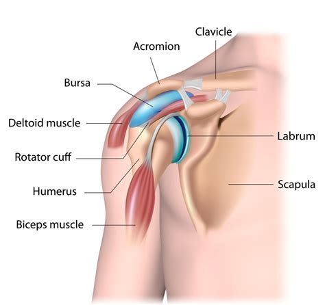 This is an impingement common in throwing athletes and occurs with excessive external rotation of the. Prolotherapy for Rotator Cuff Injury | Revolution Health ...