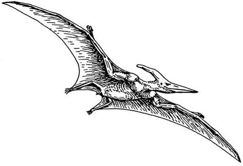 Pterodactyl coloring pages for kids. Pterodactyl Pteranodon Coloring Page : Coloring Sun