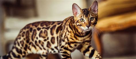 9 Domestic Cat Breeds That Look Like Wild Cats Pet Side