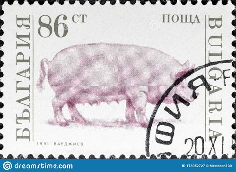 Stamp Of Domestic Pink Pig Editorial Photography Image Of Bulgaria
