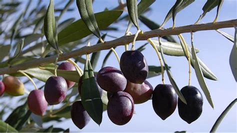 Comment Faire Pour Rendre Les Olives Comestibles - Les olives de Nice - Atelier Cuisine Niçoise
