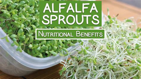 Alfalfa Sprouts Best Quality To Consume For Highest Health Benefits