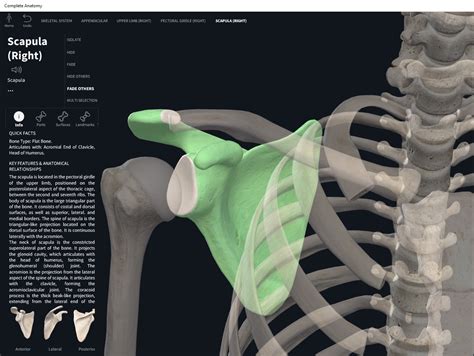 Imagini Pentru Scapula Bones Animation Gif Scapula Bone Human Body My