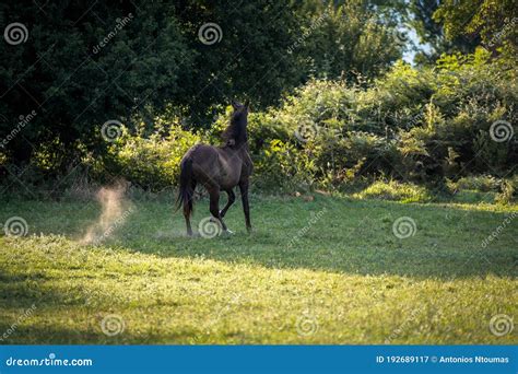 The Bay Horse Gallops Wildly Across The Vast Expanses Steppe Brown