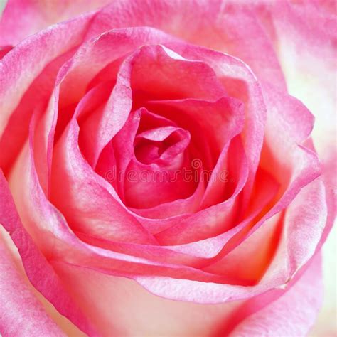Beautiful Pink Rose Macro Stock Photo Image Of Macro 191874610
