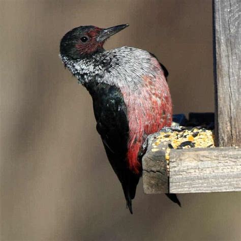 8 Species Of Woodpeckers In Nebraska Pictures Wildlife Informer 2022