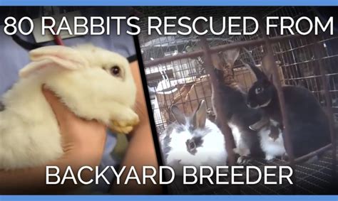 More Than 80 Rabbits Rescued From Backyard Breeder Peta Animal Rescues