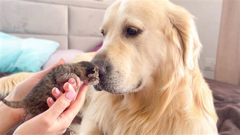 Golden Retriever Meets Newborn Kittens For The First Time Cat Empire