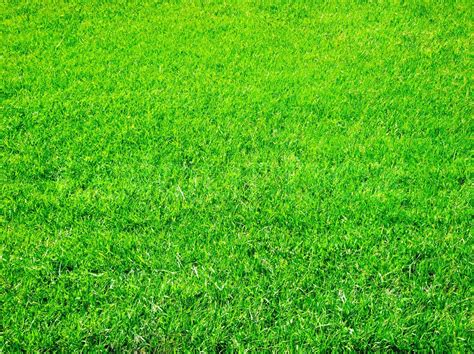 Bright Green Grass Great As A Background Stock Image Colourbox