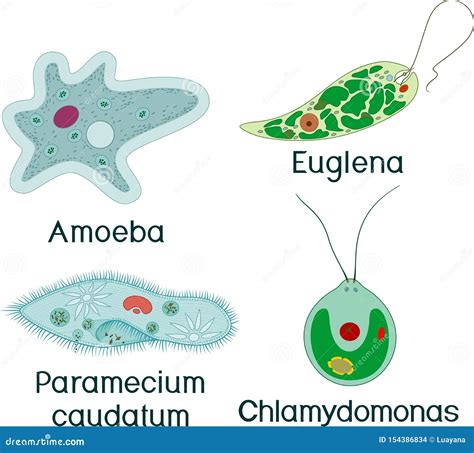 Euglena Protozoan Microscopic Cell Structures Cartoon Vector