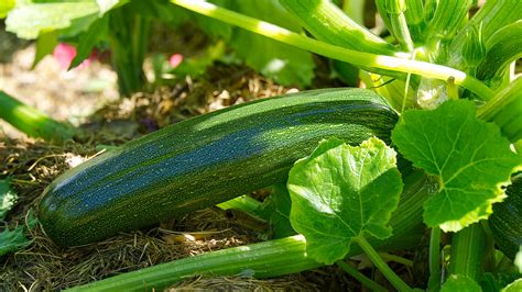 17 Easy Tips For Growing Zucchini Plants