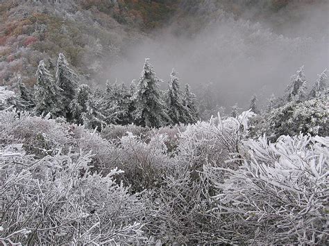 Filesnow And Rime Ice On Trees In The Smoky Mountains Rime On