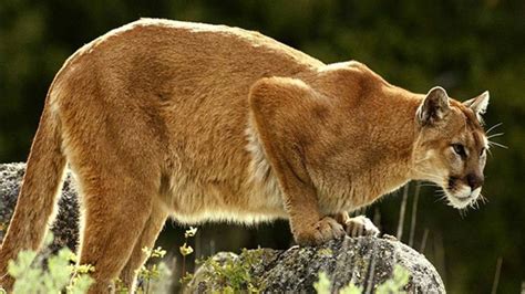 More Reports Of Cougar Prowling Oak Bay Pour In Overnight Ctv News