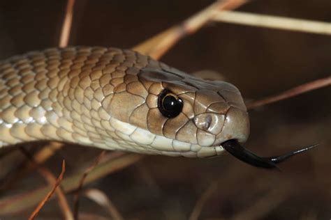 The Most Venomous Snakes On Planet Earth Today