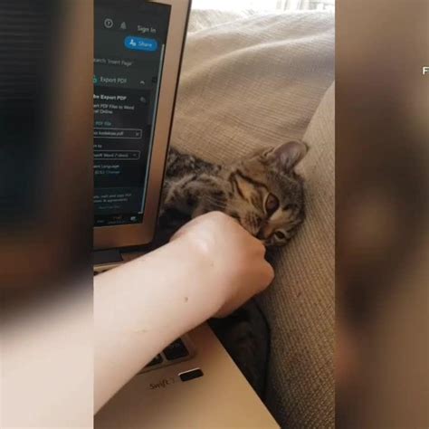 Kitten Interrupts Owner While Working From Home During Quarantine