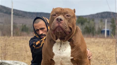 worlds largest pit bull hulk aims to loose 10lbs 😁 youtube