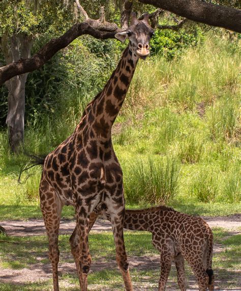 Baby Giraffe Aella A Recent Addition To Kilimanjaro Safari Flickr