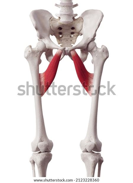 3 260 Adductor Muscle Images Stock Photos Vectors Shutterstock