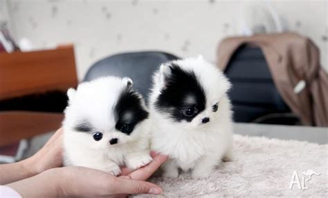Precious Micro White Teacup Pomeranian Puppies For Sale In Swan Hill