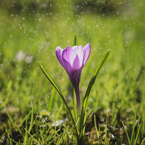 The Single Purple Crocus Flower In Drops Of Light Summer Rain V Stock