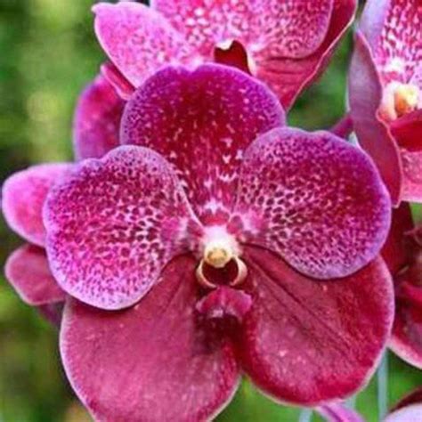 muda de orquídea vanda dr anek x madame rattana va099 2 loja plantei